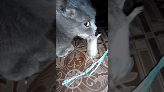 1001116719.mp4