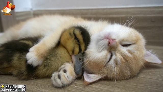 Утята и Цыплята - Кошки и котята - (28) Хвостики да Усики ❣️
