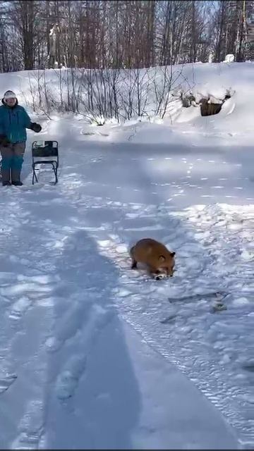 Хитрая лисичка 🦊 на реке Бердь