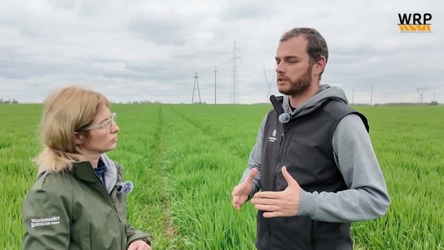 Zabieg T-2 w zbożach - kiedy i czym?