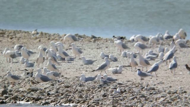 Slender-billed Gull (Chroicocephalus genei) breeding colony.