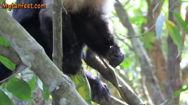 Monkey eating lizard at Manuel Antonio National park