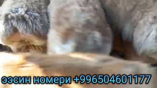 96 баш багылан козу кочкор са-т шашылгыла чалгыла 📞👍🙋