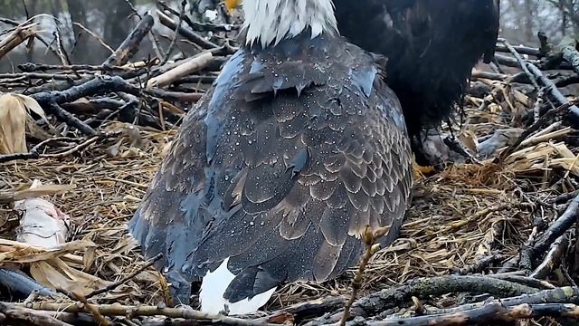 Decorah N2B 17/04/4  07:59 Tandem feeding and brooding