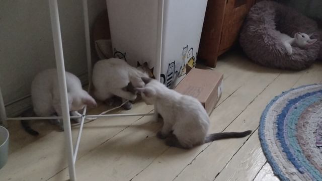 Котята украли у Зайки любимую палочку