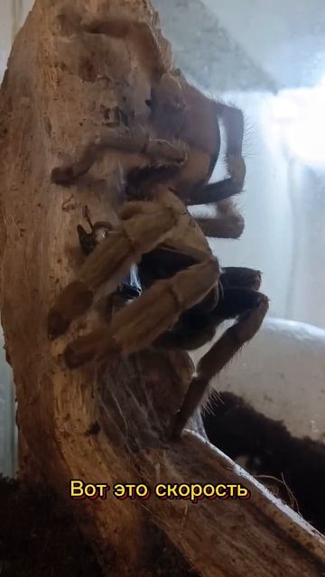 Атака птицееда 🕷️ захват, удержание, тишина 🕸️