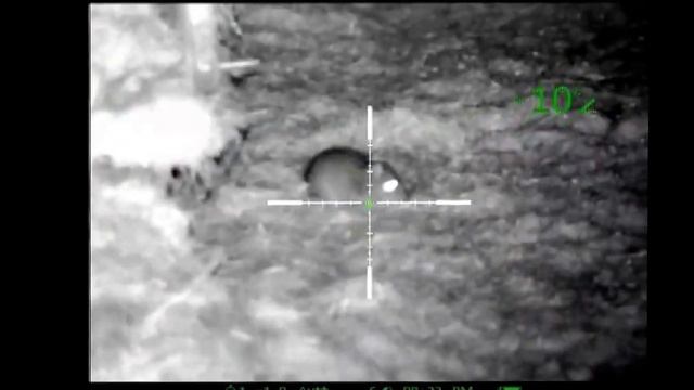 Rat shooting with bsa ultra .25 cal using a pulsar n870