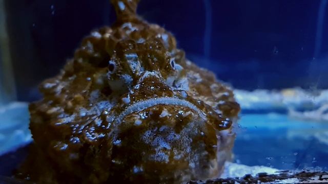 Първият соленоводен аквариум на Балканите/ The first saltwater exhibition in the Balkans