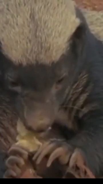 honey badger in the wild