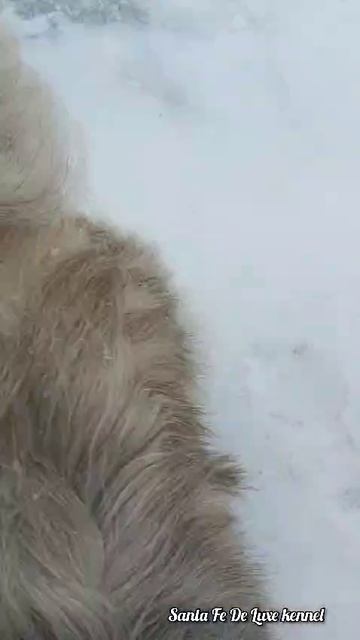 Девочка пекинес