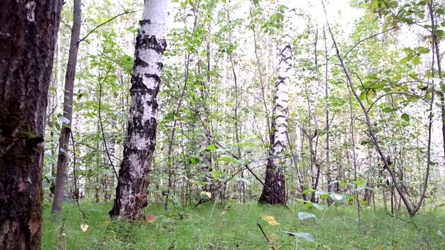 Берёзовая роща-2