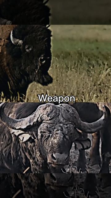 Bison vs buffalo #capcut #animals #wildlife #animal1v1 #bison #buffalo #planetzoo #1v1 #debate