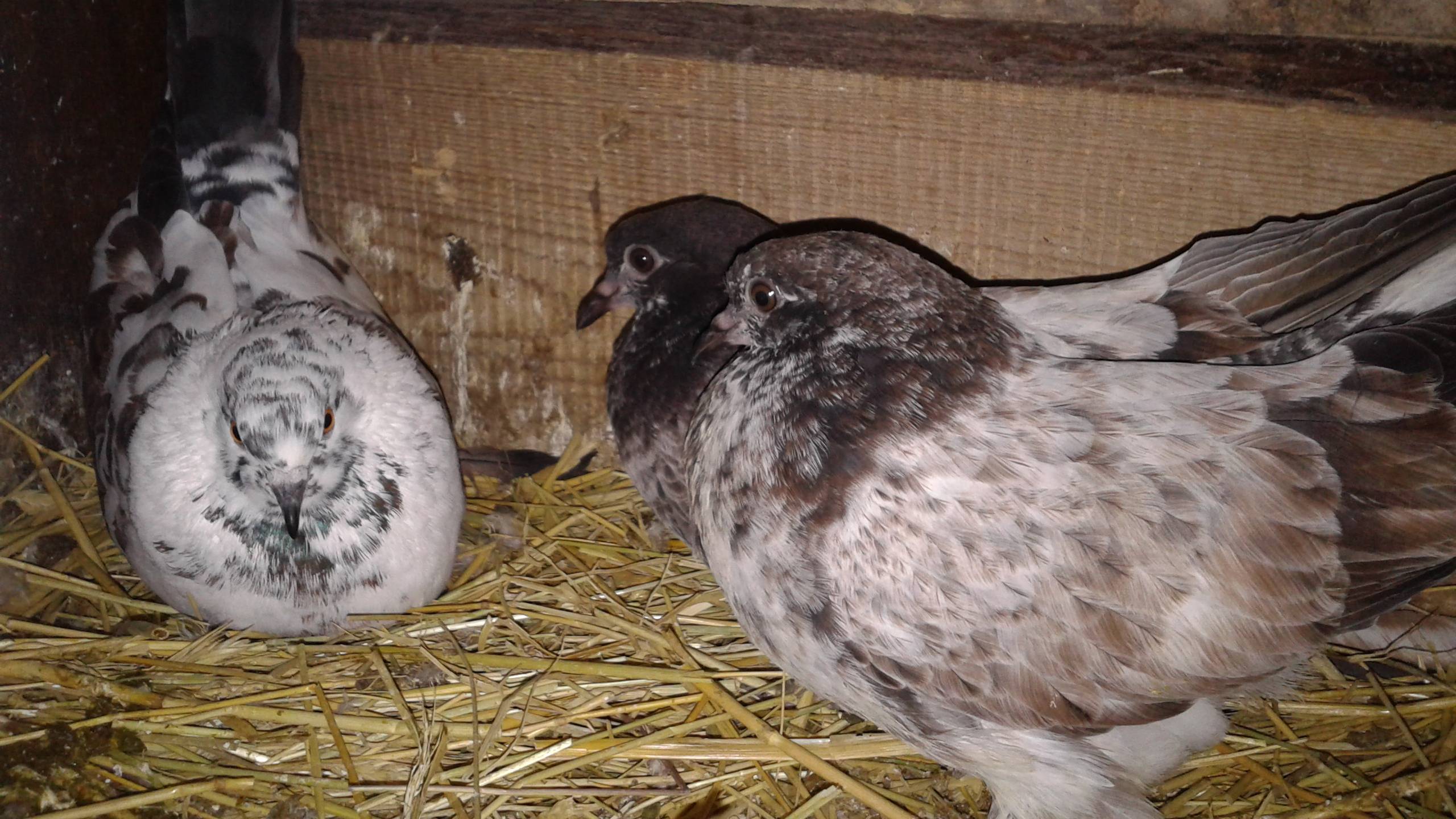 Николаевские голуби голубка в ураган