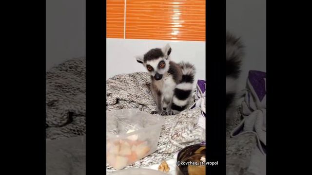 Лемур Татошка и К