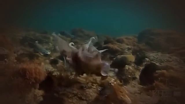 Cuttelfish   Kings of camouflage   Documentary HD 1080p