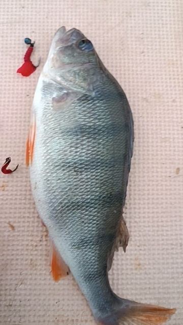 окунь зимний Куршского залива
