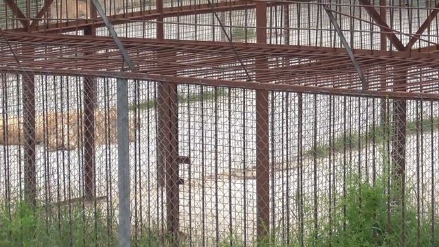 На квартирах у львиного пляжа)