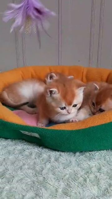 Британские котята