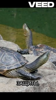 Кто такие ЧЕРЕПАХИ?