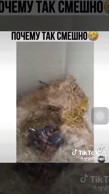 Прилетает воробей🤣🤣🤣🤣🐦⬛