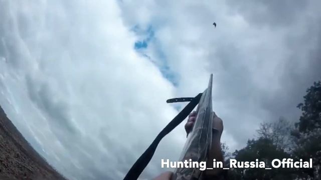 Охота на фазана 2017. Краснодарский край