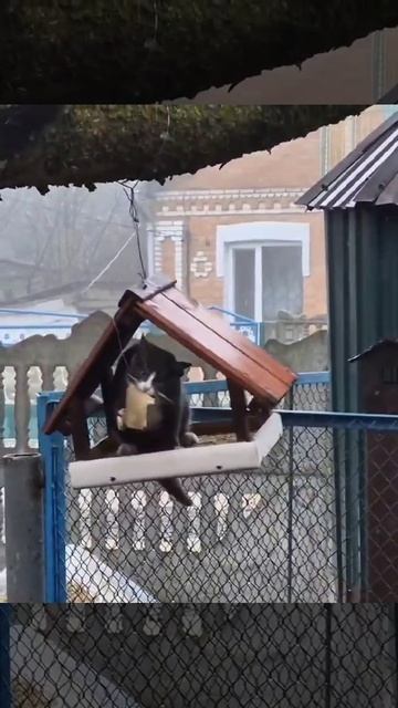В данном видео сборке,вы увидите  много видео роликов с котами кошками и другими смешными животными