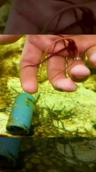 "Калипсо Аква"