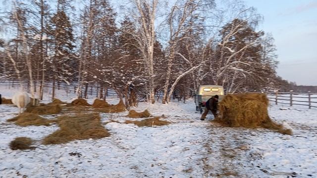 Дайем рулоны сена лошадкам