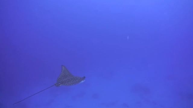MALDIVES DIVING