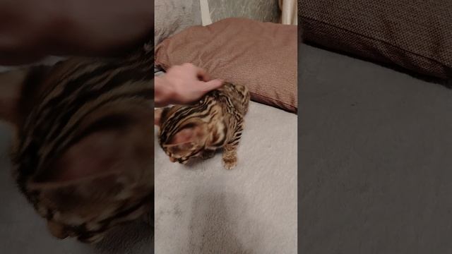 бенгал ф2.mp4