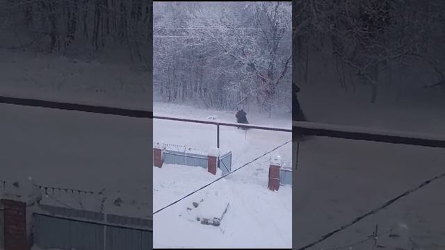 VID-20241229-WA0001.mp4