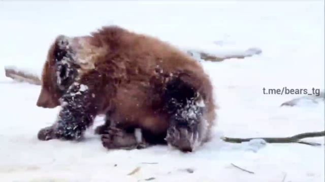 Медведь не спит))