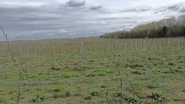 Один из самых больших садов в Беларуси
