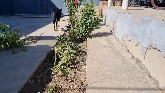 Одна в деревне.  Помощников стало еще больше!