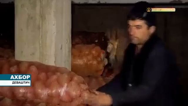 ЗАХИРАИ КАРТОШКА ДАР ХОҶАГИҲОИ КИШОВАРЗИИ НОҲИЯИ ДЕВАШТИЧ