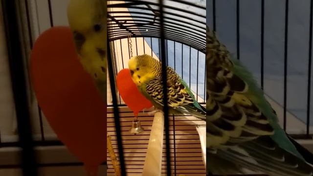 Проводим время с птицей моей