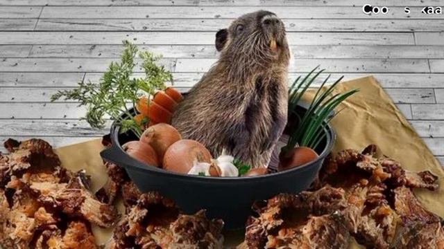 Сидим с бобром за столом)