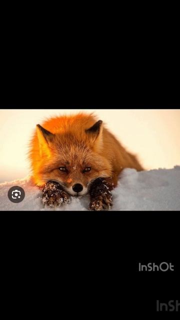 Эдит Fox