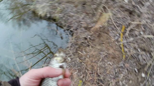 карась на мормышку. подводная съёмка