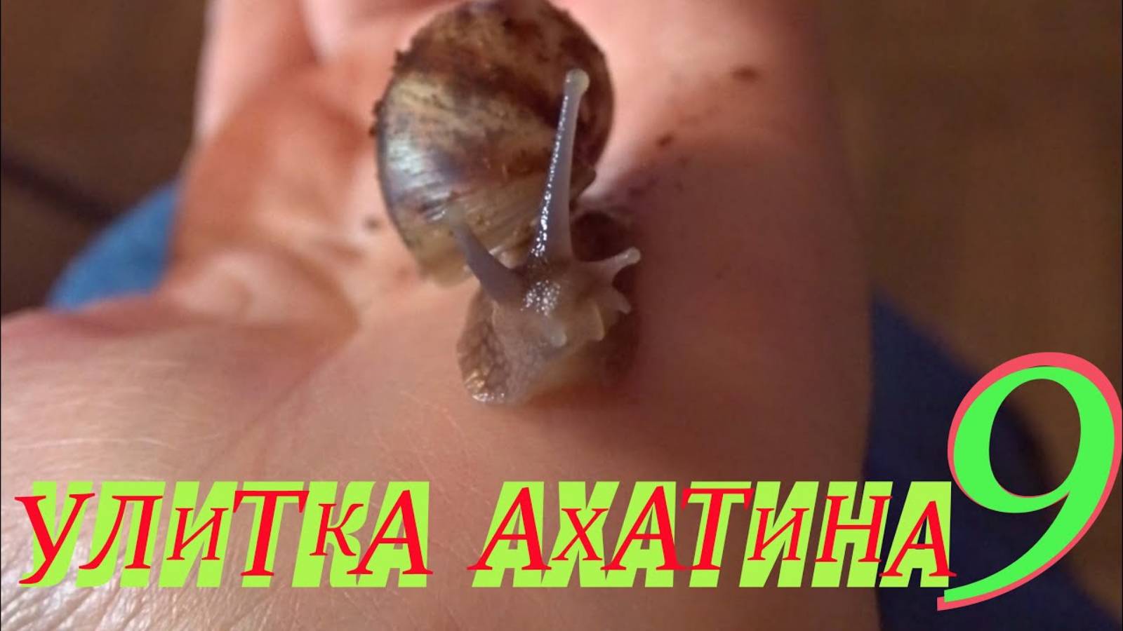 Улитка Ахатина 9 часть