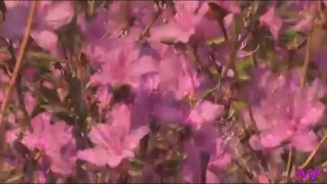 Евгений Якушенко - ЛЕПЕСТКИ БАГУЛА