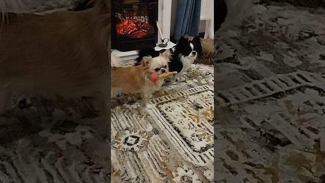 Чихуахуа Лёня и Злата играют с резиновой уткой.mp4