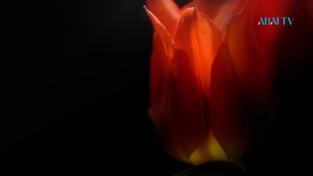 «ТҰЛҒА». Олег Белялов
