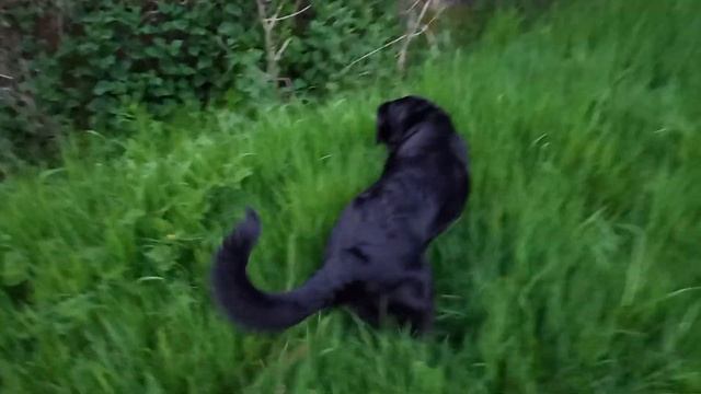 Otis follows the Clyde Trail 75 from Newton to Uddingston, South Lanarkshire