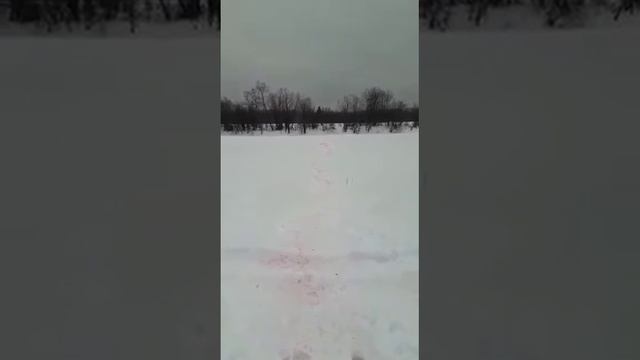 Волки вышли на охоту! Ужас!