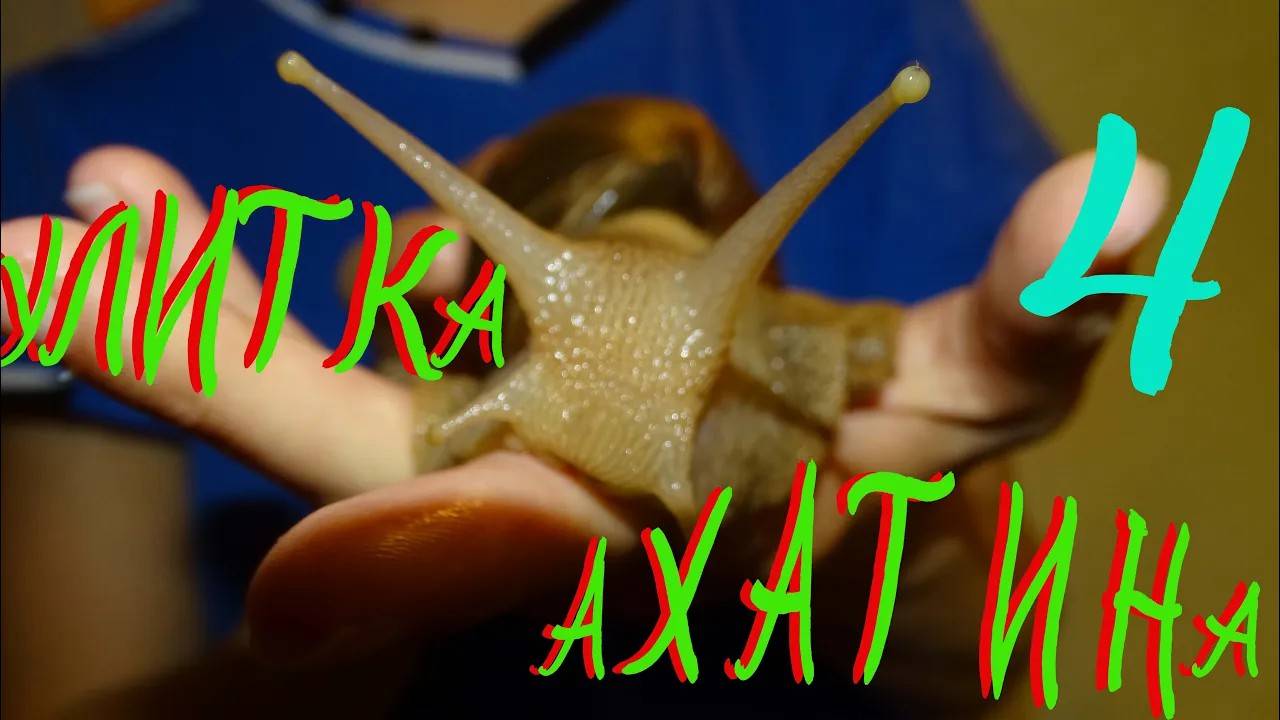 Улитка Ахатина - 4 часть