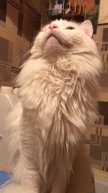 Степан, ну скажи что-нибудь #2023 #настроение #котик #котикстепан #spartanagera #life #cat  #funny