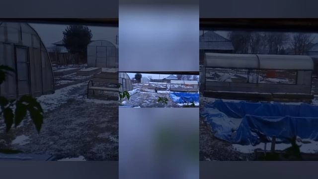 извиняюсь за качество видео🙂24.04.24г.Мороз -10 и снег.