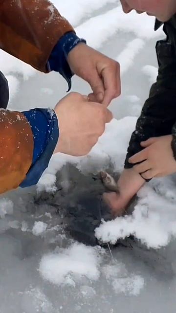 #рыбалка #щука #жерлицы