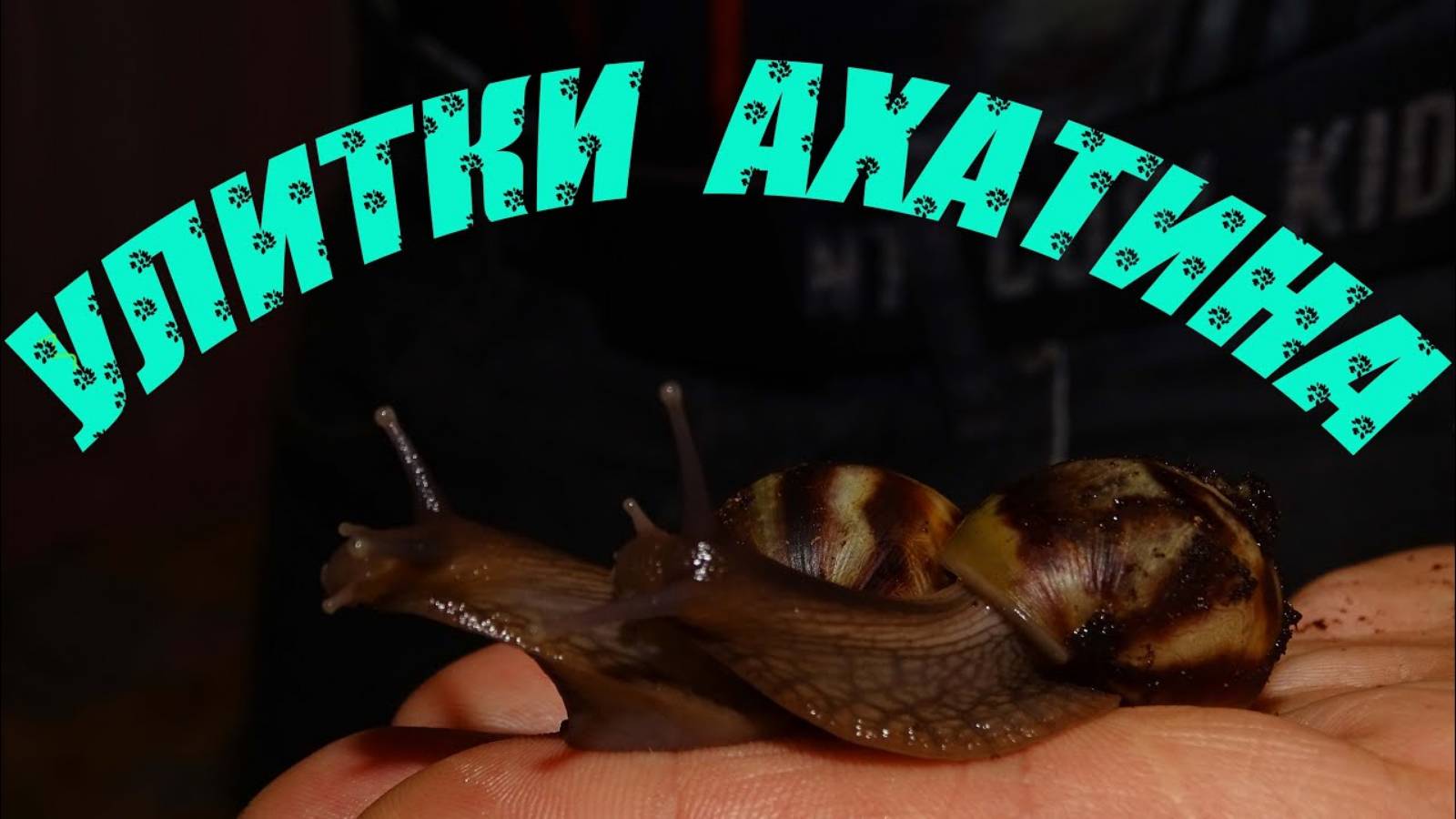 Улитка Ахатина - 10 часть